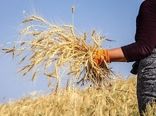 برداشت گندم از بیش از 37 هزار هکتار شهرستان اردبیل