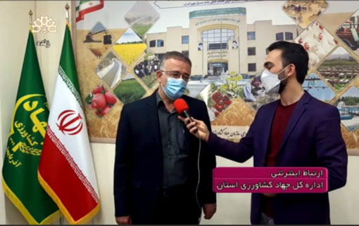 هجوم ملخ ها به اراضی کشاورزی آذربایجان شرقی تحت کنترل است