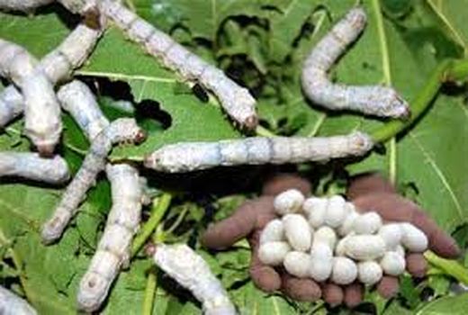 ضرورت ایجاد استارت‌اپ‌ها در صنعت  نوغانداری