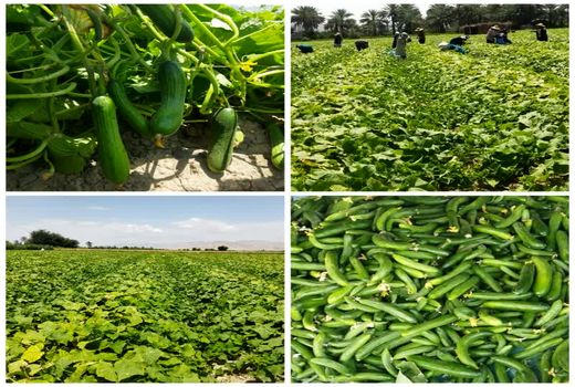 آغاز برداشت خیار در ۲۵۰ هکتار از اراضی قیرو کارزین