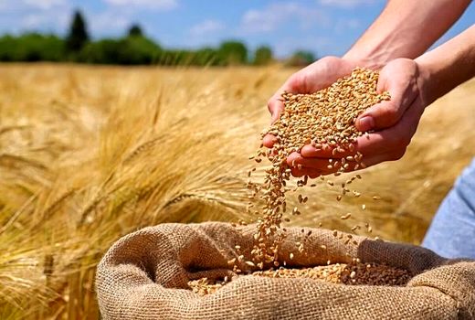 بذور اصلاح شده، تضمین‌کننده امنیت غذایی و تاب‌آوری کشاورزی آذربایجان‌غربی