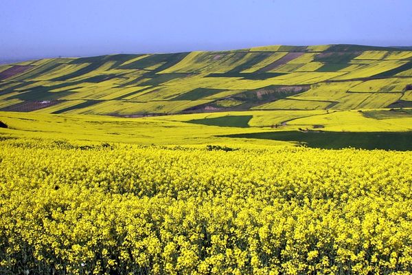 کشت قراردادی 200 هزار هکتار دانه های روغنی در سال زراعی جاری