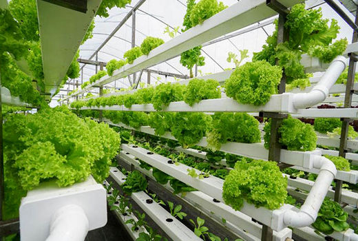 اجرای کشاورزی مدرن موجب رشد و افزایش بهره‌وری می‌شود