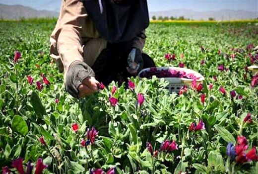 کشت بیش از 105 هکتار انواع گیاهان دارویی