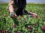 کشت بیش از 105 هکتار انواع گیاهان دارویی