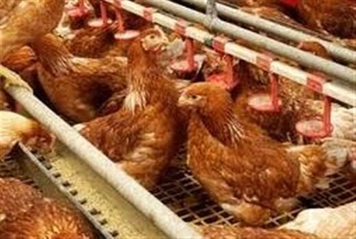 حق بیمه مرغداران آرین ۵۰ درصد تحفیف خورد+ سند 