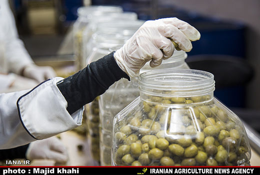  فرآوری و بسته بندی زیتون