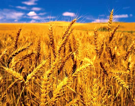 چین، بزرگترین تولیدکننده گندم در دنیا