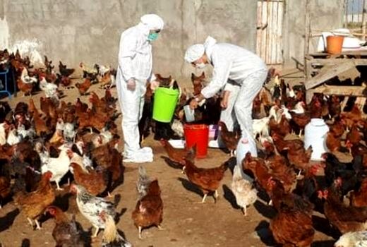  اجرای مرحله دوم طرح واکسیناسیون رایگان طیور روستایی و عشایری علیه بیماری نیوکاسل در استان