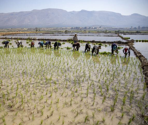 کشت برنج در استان اصفهان به یک پنجم رسیده است