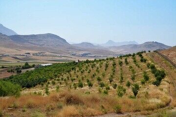 شکست خورده نامیدن طرح کاشت یک میلیارد درخت کم‌لطفی است