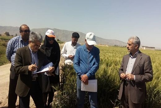 طرح گندم بنیان داراب عنوان برتر ملی کسب کرد 