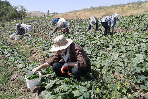 رشد 450 گونه گیاهی در خلخال