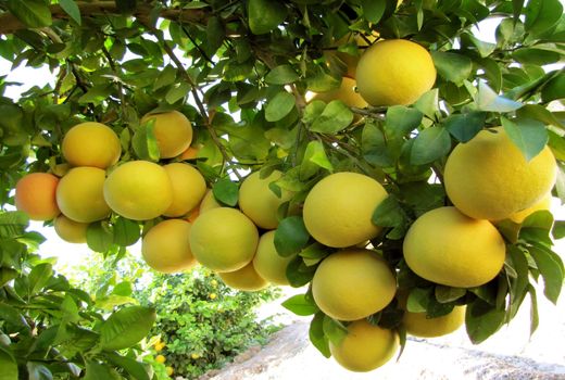 روسیه، مشتری پروپاقرص گریپ فروت باغداران ایرانی