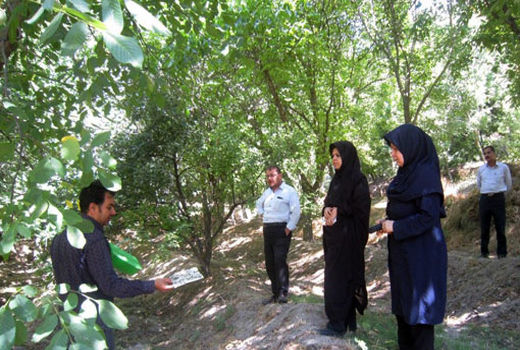 آغاز طرح اختلال در جفت یابی آفت کرم خراط در باغ های گردوی مراغه