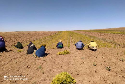 آغاز برداشت عدس دیم از مزارع کشاورزی قزوین
