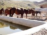 اسب اصیل ترکمن یکی از شاخص‌های تولیدی خراسان شمالی است 