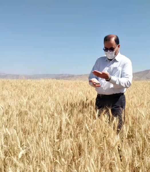 ریزش حداقی در برداشت با کمباین در مزارع گندم