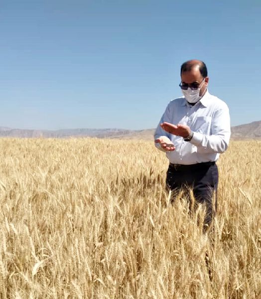 ریزش حداقی در برداشت با کمباین در مزارع گندم