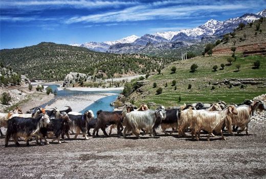 توزیع ۳۴۰۰ تن جو بین عشایر چهارمحال و بختیاری 