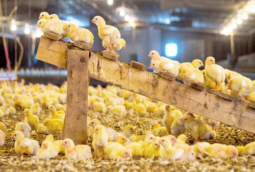 تولید ماهانه جوجه یک روزه افزایش خواهد یافت