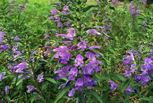 برداشت 100 تن بادرنجبویه‌ از  باغات گیاهان دارویی شهرستان مراغه