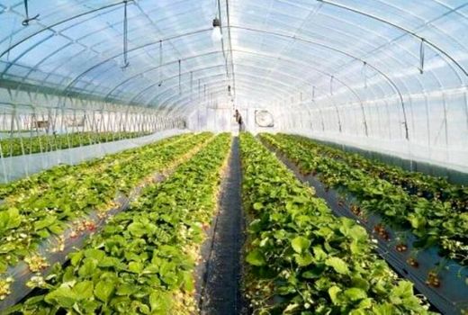 اجرای طرح ملی احداث گلخانه‌های کوچک مقیاس