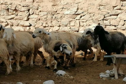 اجرای پروژه اصلاح نژاد دام سبک در چهارمحال و بختیاری