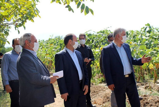 برداشت 9900 تن  محصول آفتابگردان آجیلی از 4500 هکتار اراضی شهرستان ویژه مرند