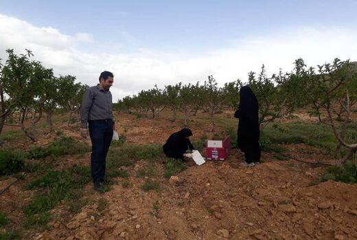 رصد و پایش آفات درباغات شهرستان شهرکرد