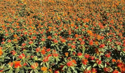 پایان برداشت گلرنگ از ۳۵۰۰ هکتار از اراضی شهرستان زرقان
