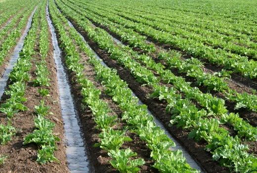 افزایش عملکرد در واحد سطح، مهم‌ترین هدف اجرای طرح الگوی کشت 