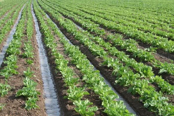 افزایش عملکرد در واحد سطح، مهم‌ترین هدف اجرای طرح الگوی کشت 