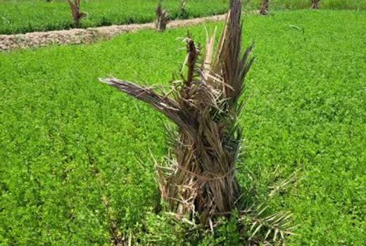 تهویه زمین و حاصل‌خیزی خاک با کشت یونجه در آبادان