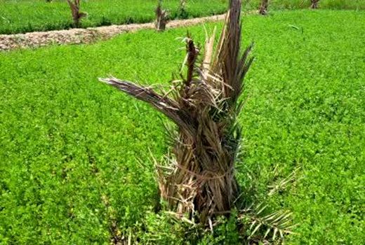 تهویه زمین و حاصل‌خیزی خاک با کشت یونجه در آبادان