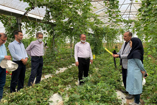 بازدید کارشناسان باغبانی سازمان جهادکشاورزی خراسان رضوی از گلخانه های شهرستان گناباد