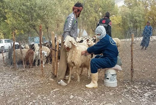 واکسیناسیون دام سبک علیه بیماری تب برفکی درشهرستان ایلام آغاز شد