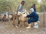 واکسیناسیون دام سبک علیه بیماری تب برفکی درشهرستان ایلام آغاز شد