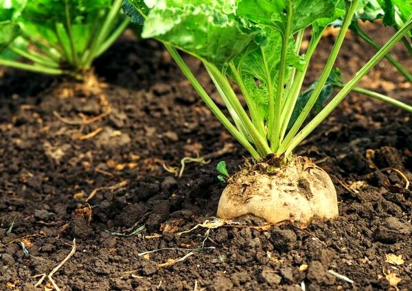 برداشت ۱.۴ میلیون تن چغندرقند بهاره تاکنون