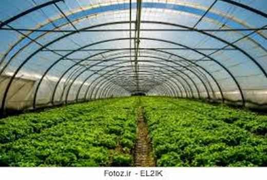 تولید ۱۳ هزار تن محصول گلخانه‌ای در خراسان شمالی