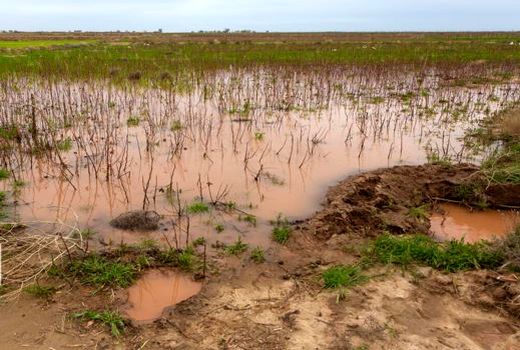 بارندگی اخیر بیش از ۷۳ میلیارد ریال به کشاورزی خراسان شمالی خسارت زد