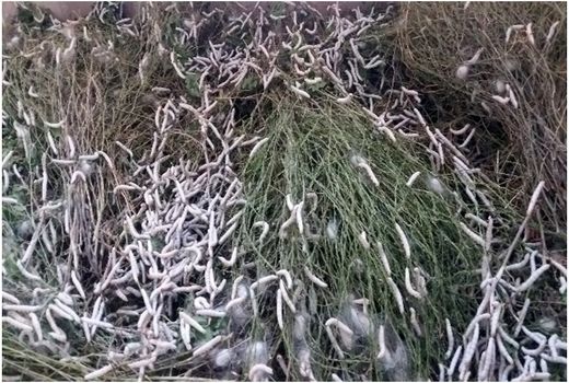 توزیع 80 جعبه کرم ابریشم در شهرستان خداآفرین