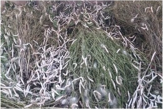 توزیع 80 جعبه کرم ابریشم در شهرستان خداآفرین