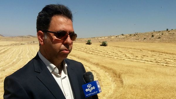 آغاز برداشت گندم از مزارع شهرستان اسلام آباد غرب 