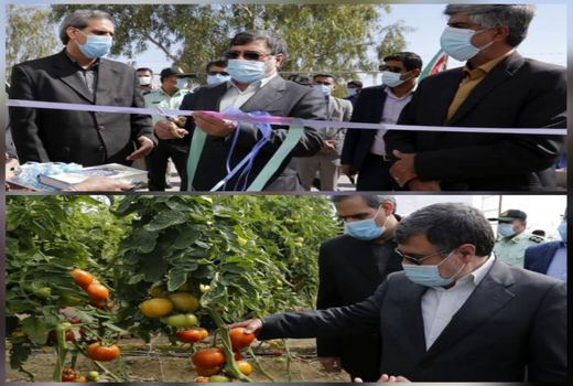 بهره‌برداری از گلخانه 4 هکتاری دهنگ بستک 