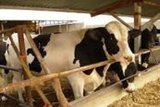 ۱۲۵ واحد صنعتی گاوداری شیری در زنجان فعالیت می‌کند