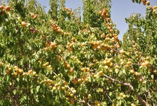 آغاز برداشت زردآلو از باغات شهرستان داراب