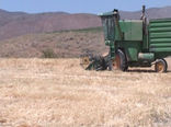 پایان براشت محصول جو از مزارع شهرستان فریدونشهر