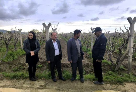 شهرستان بناب با تولید 35 هزار و 112تن کشمش، رتبه نخست استان در فرآوری و صادرات انگور