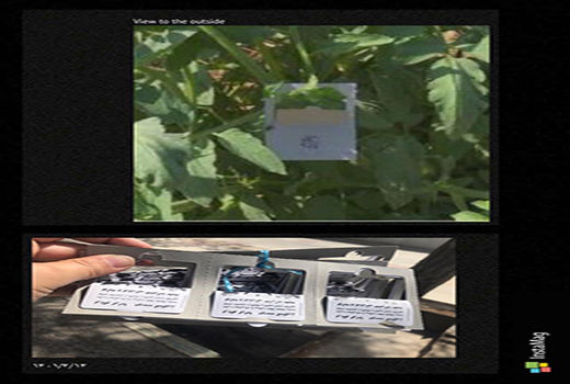 رهاسازی زنبور تریکوگراما در مزارع گوجه فرنگی شهرستان البرز